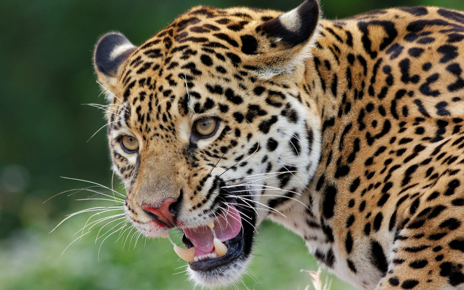 9 reasons why the jaguar rocks
