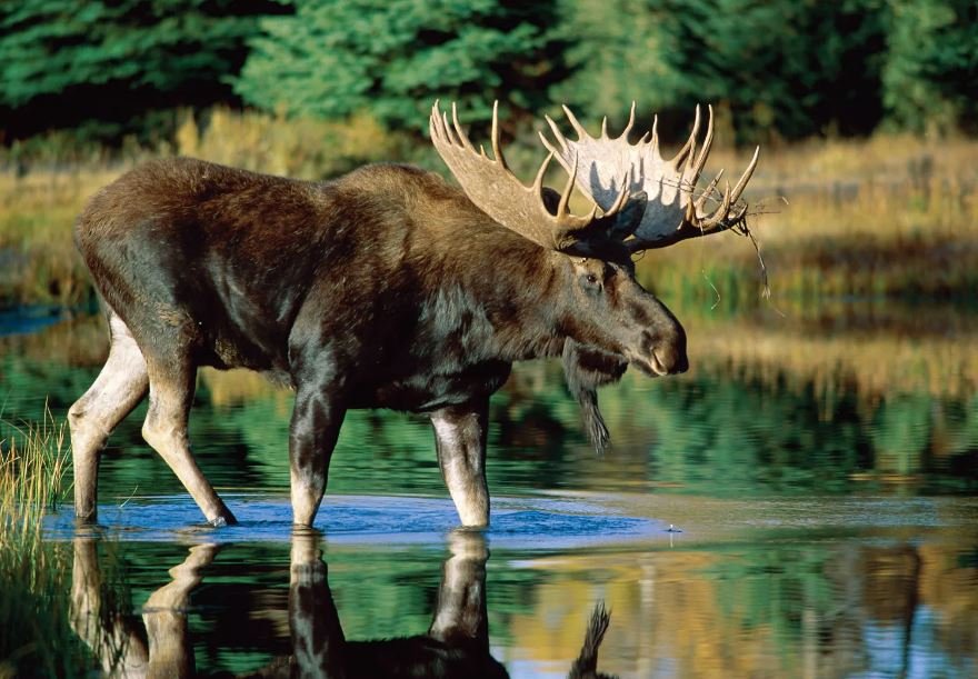 8 reasons why the moose rocks