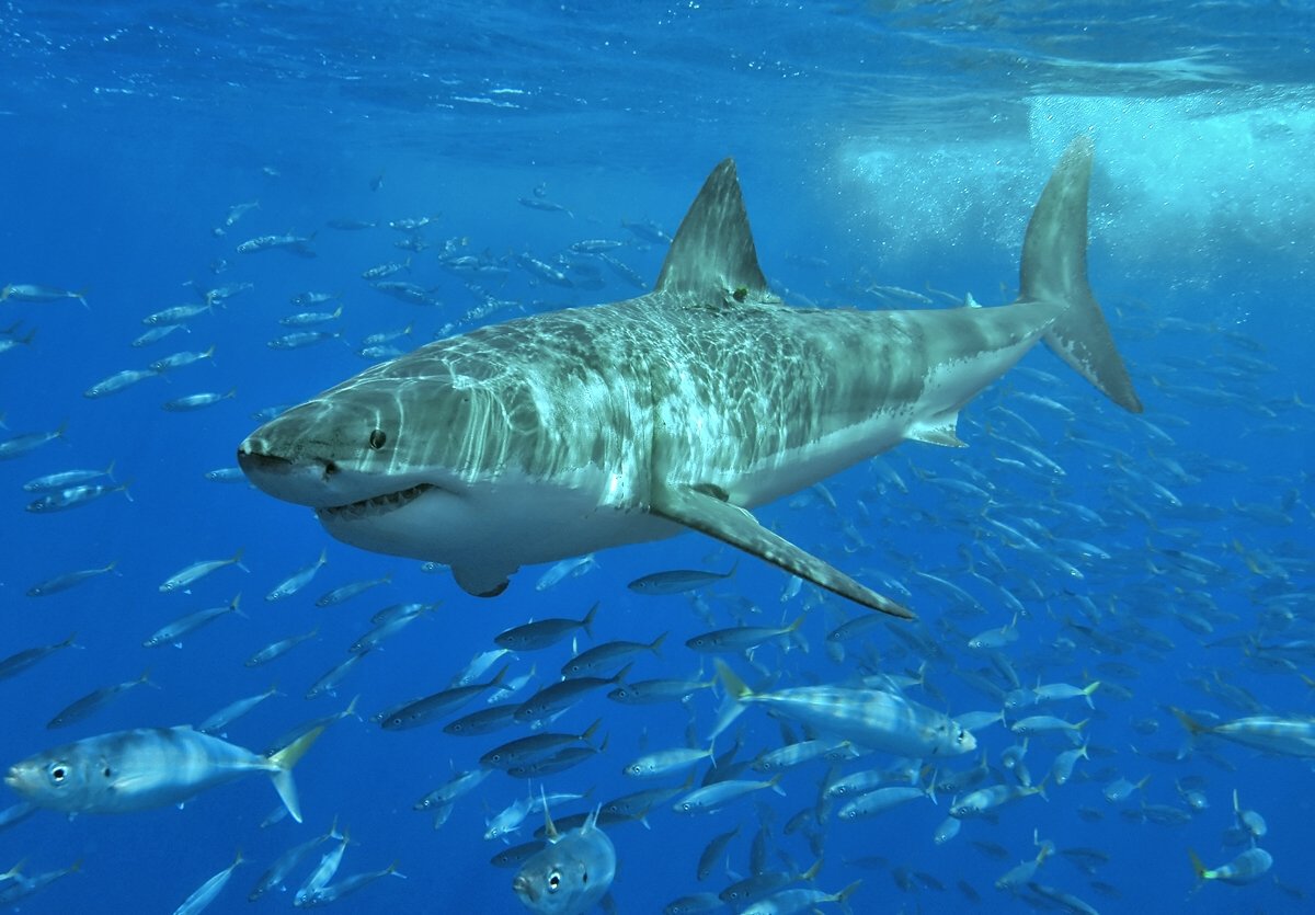 10 reasons why the great white shark rocks