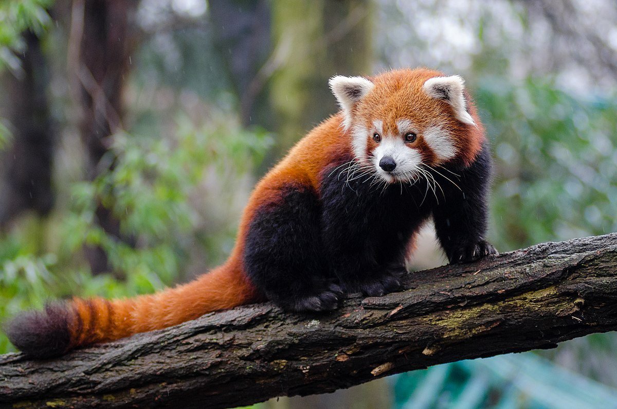 6 cool reasons why the red panda rocks