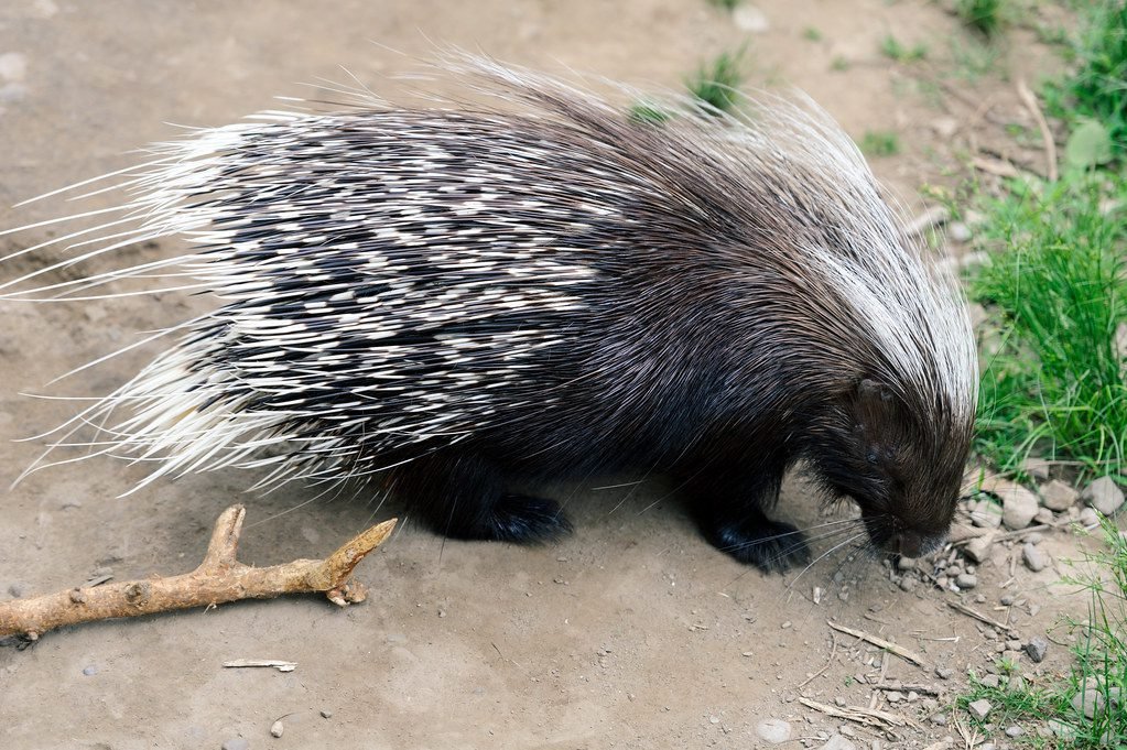 5 cool reasons why the african crested porcupine rocks