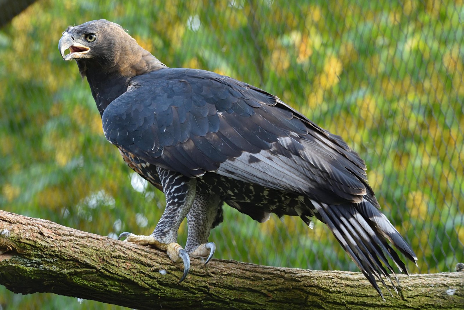 6 reasons why the african crowned eagle rocks