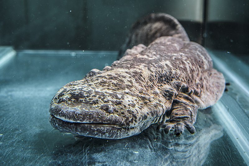 5 awesome reasons why the chinese giant salamander rocks