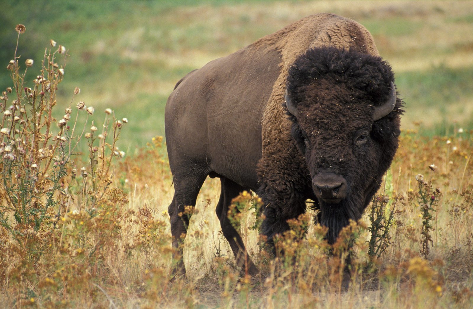 6 reasons why the bison rocks