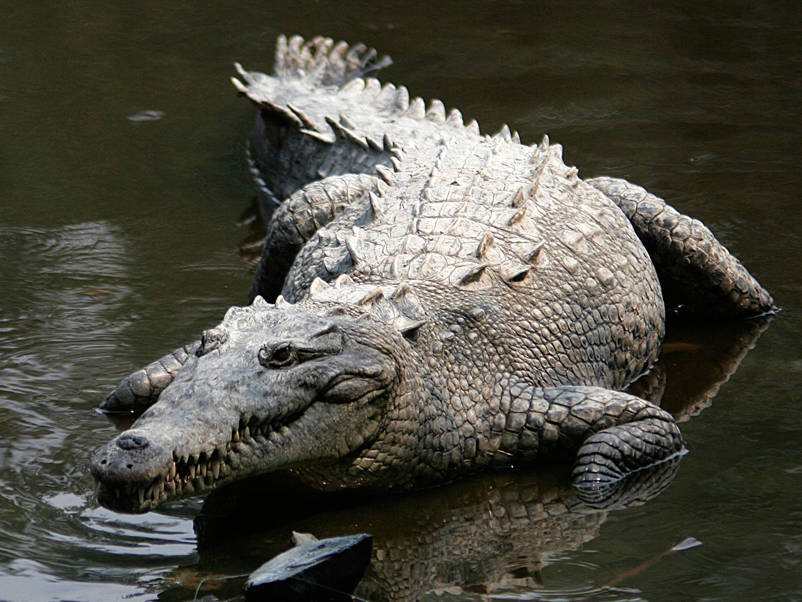 7 cool reasons why the american crocodile rocks