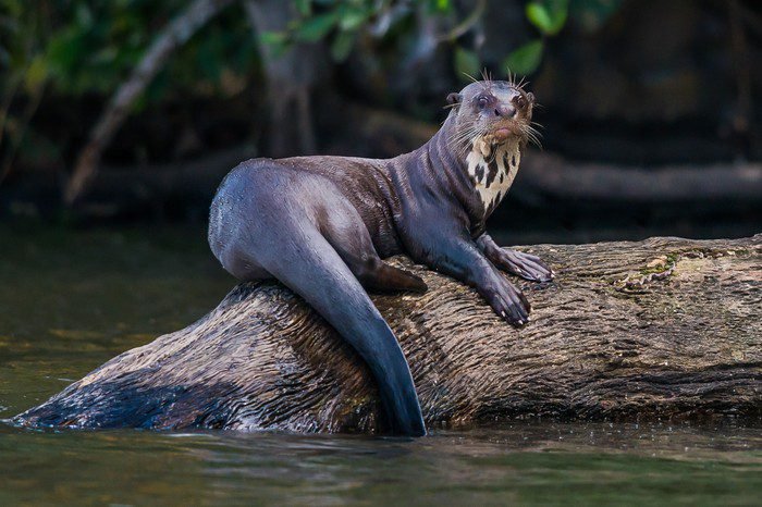 7 cool reasons why the giant river otter rocks