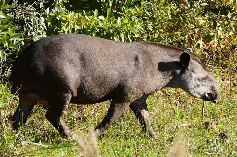 6 reasons why the tapir rocks