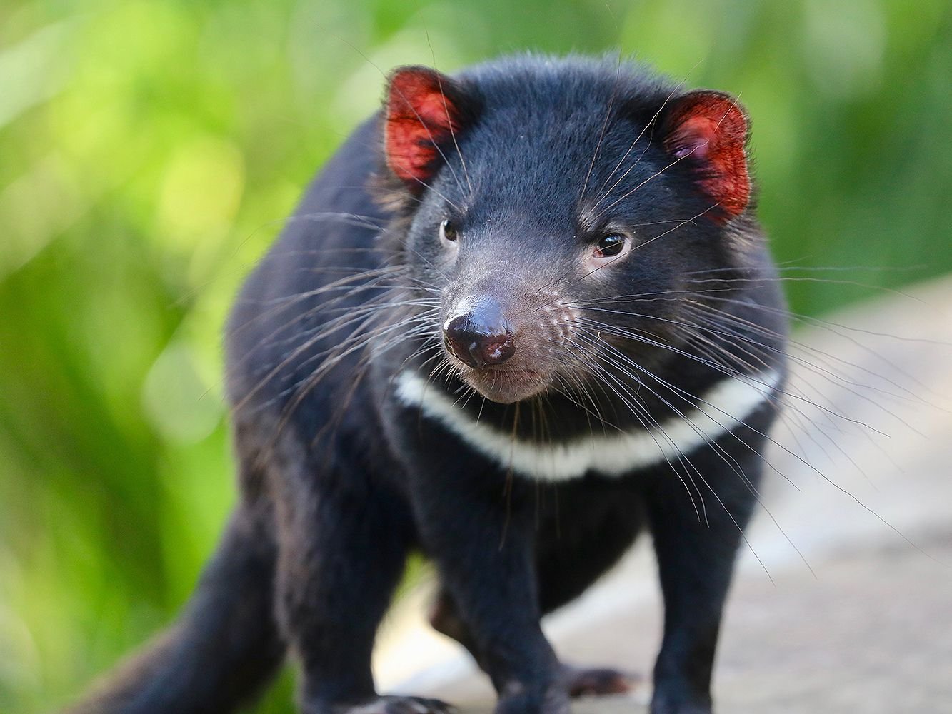 5 reasons why the tasmanian devil rocks