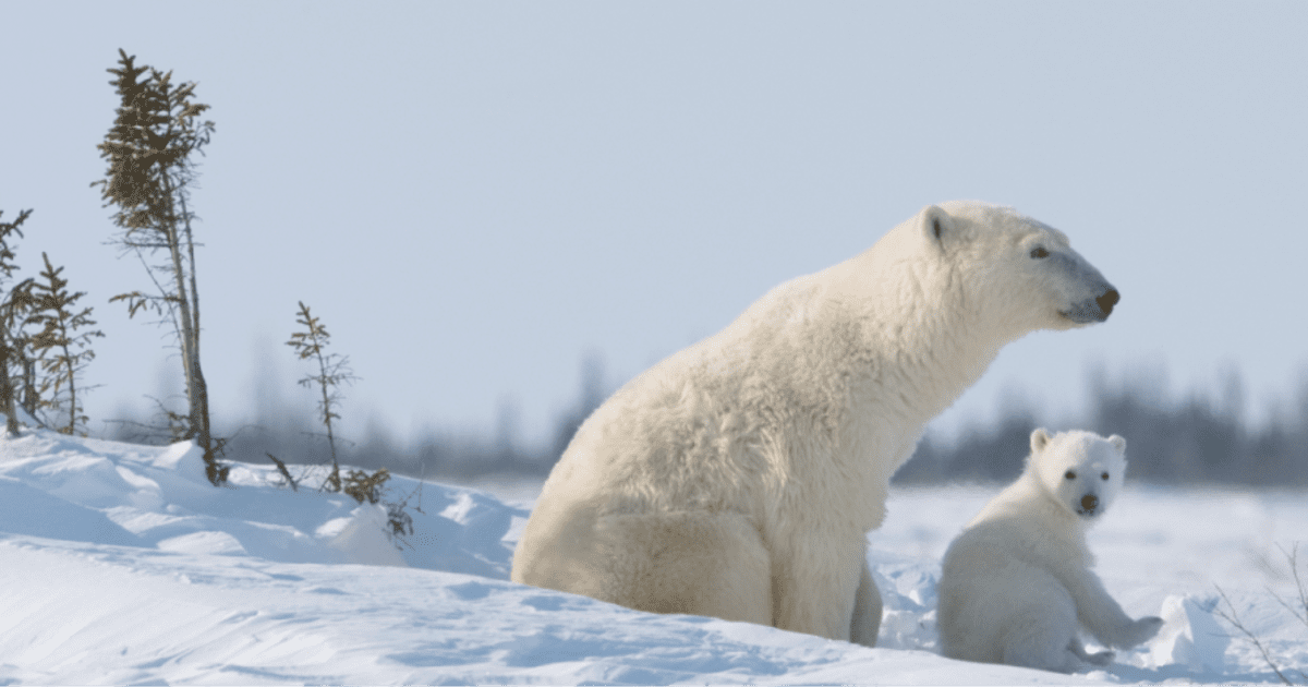 6 cool reasons why the polar bear rocks