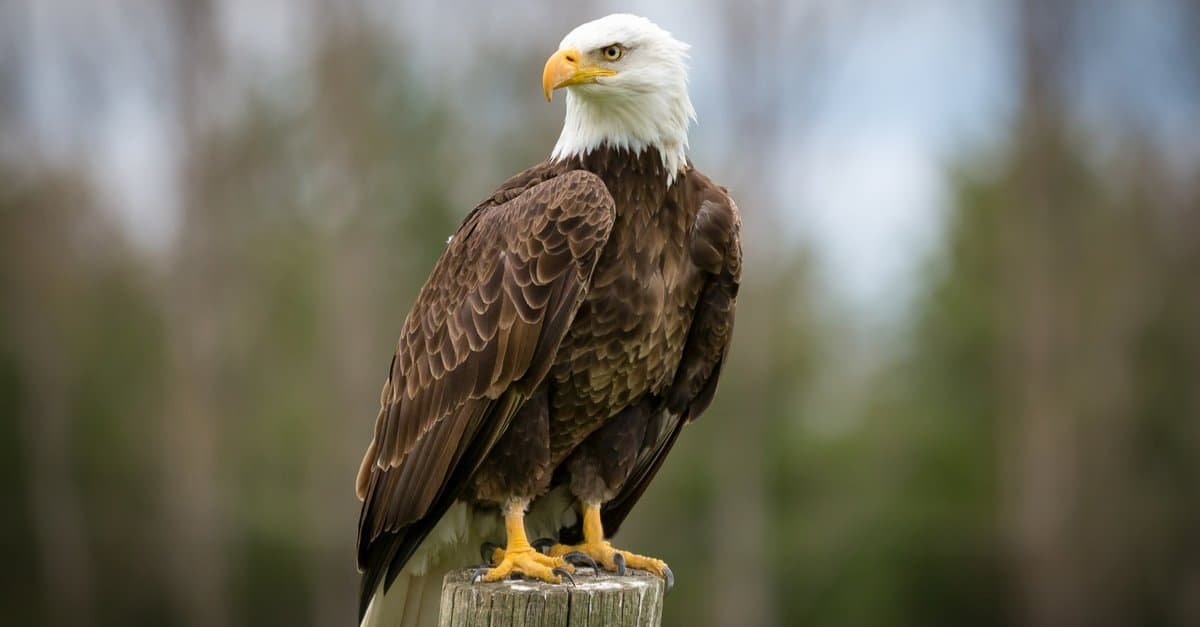6 reasons why the bald eagle rocks