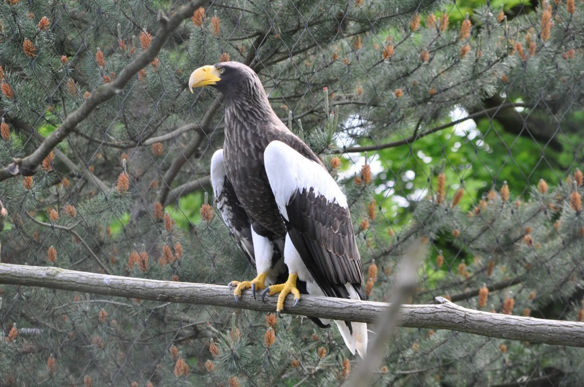 6 reasons why the steller's sea eagle rocks