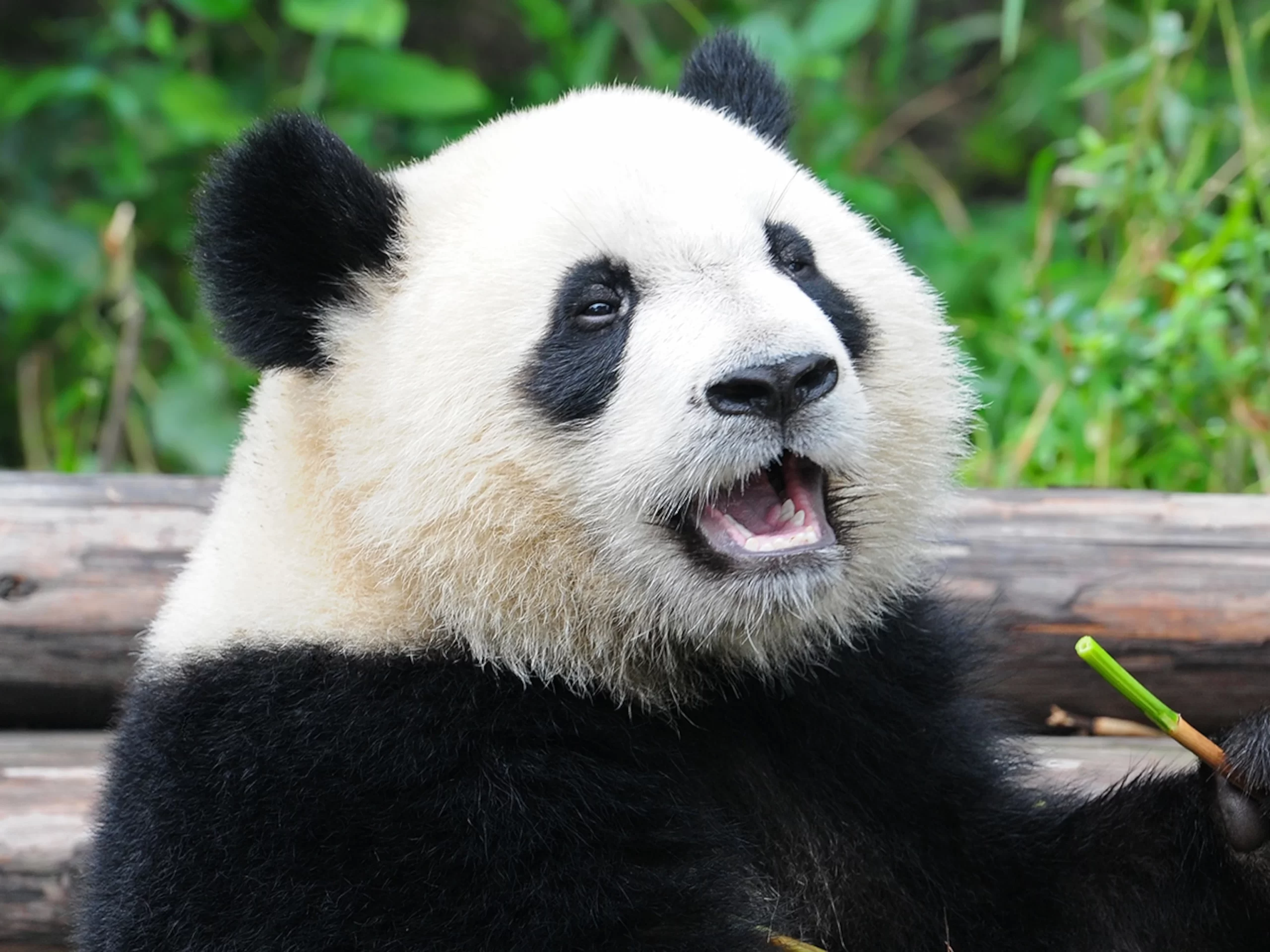 6 cool reasons why the giant panda rocks