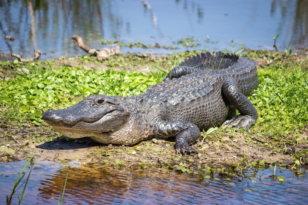 7 cool reasons why the american alligator rocks