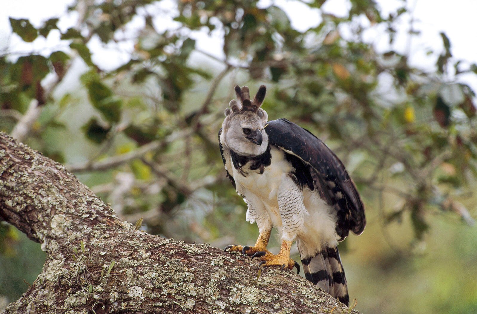 6 reasons why the harpy eagle rocks