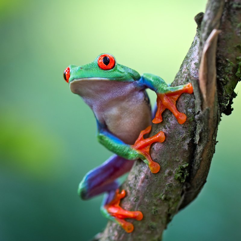 5 reasons why the red-eyed tree frog rocks
