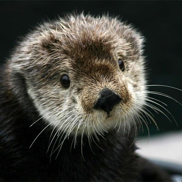 6 cool reasons why the sea otter rocks