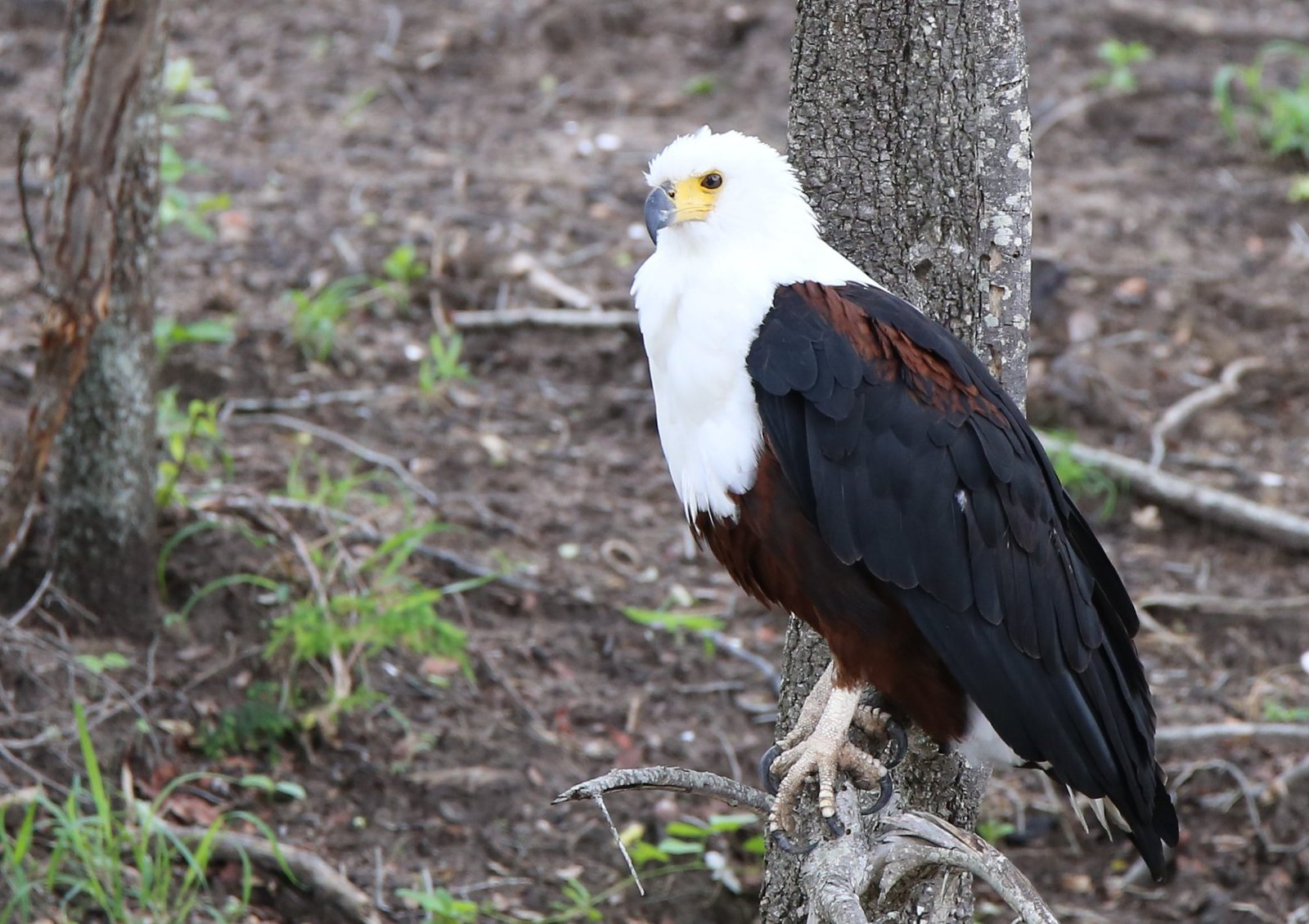 6 cool reasons why the african fish eagle rocks