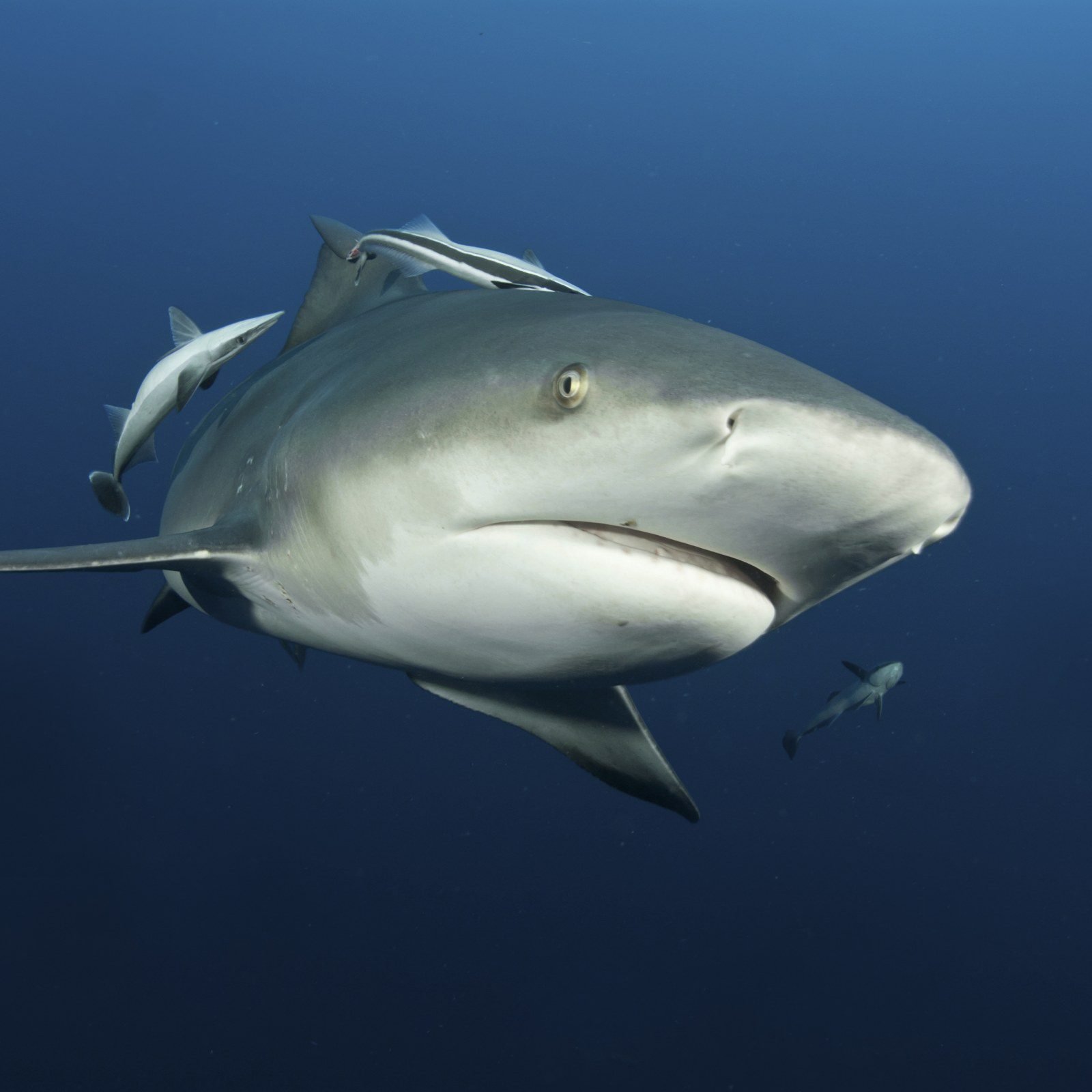 6 cool reasons why the bull shark rocks