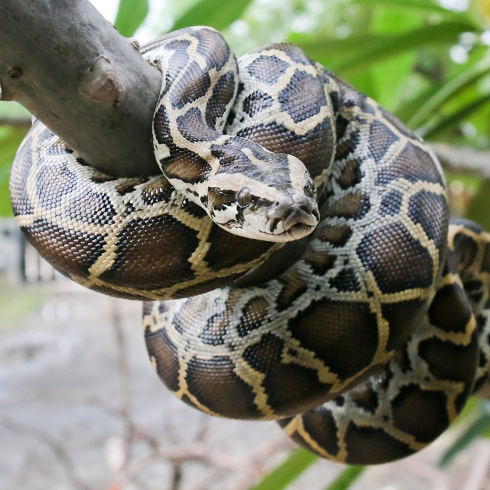 6 reasons why the Burmese python rocks