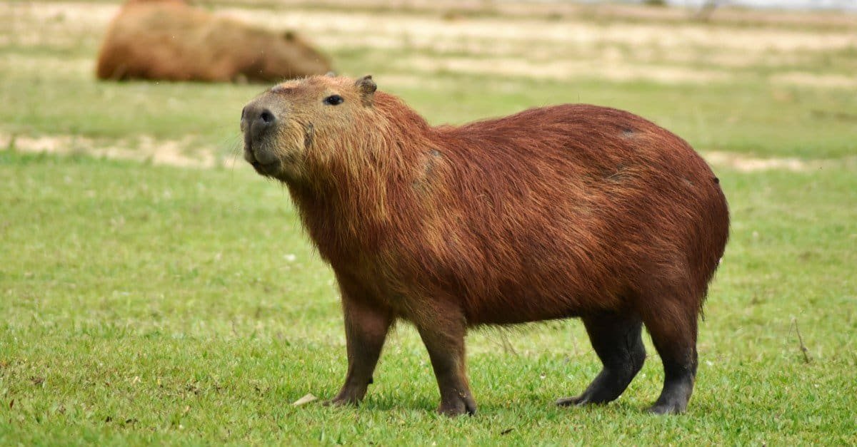 6 cool reasons why the south american capybara rocks