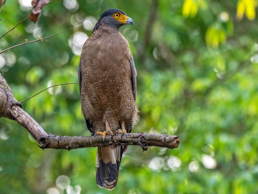 6 reasons why the crested serpent eagle rocks