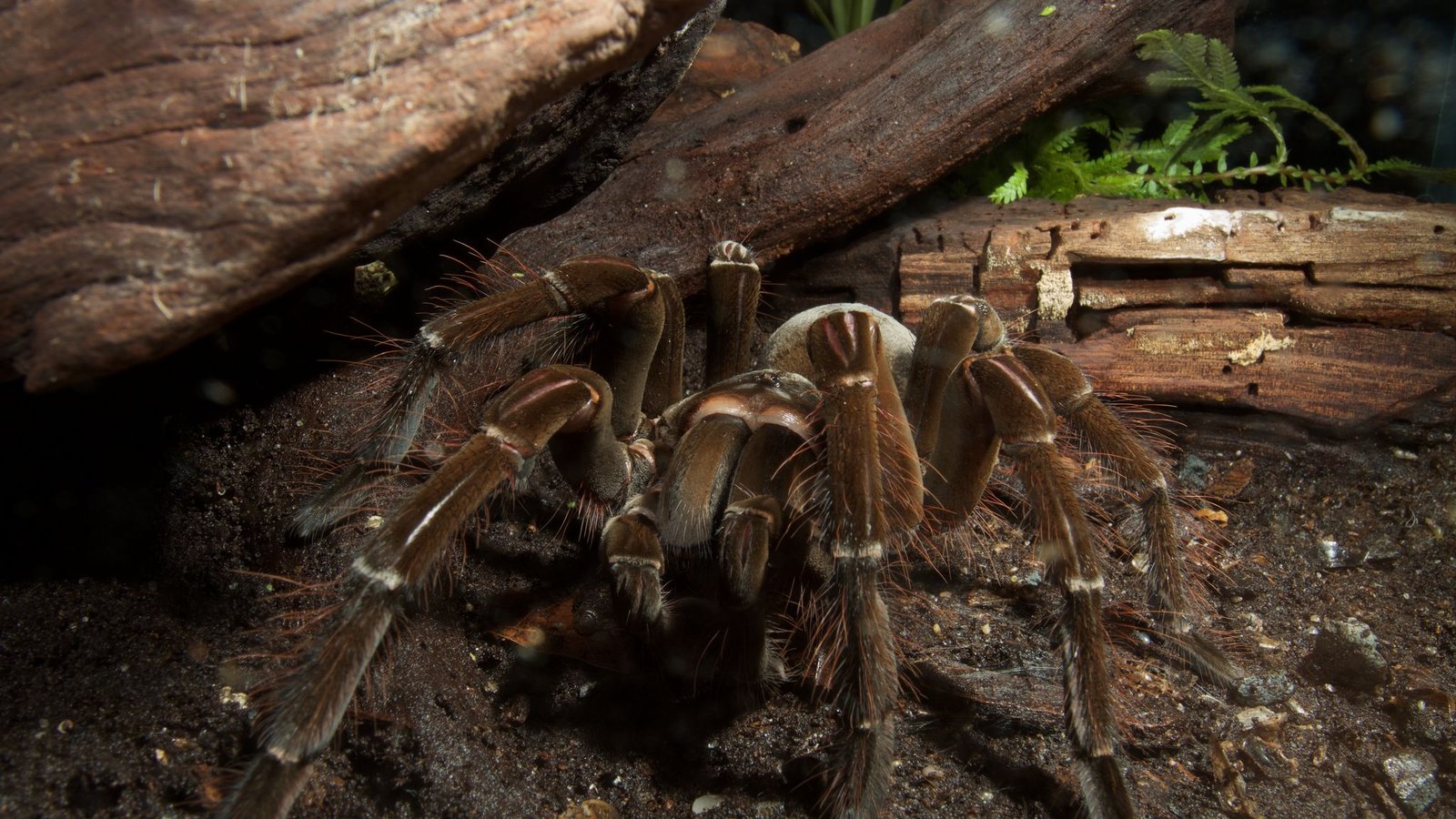 6 reasons why the goliath tarantula rocks