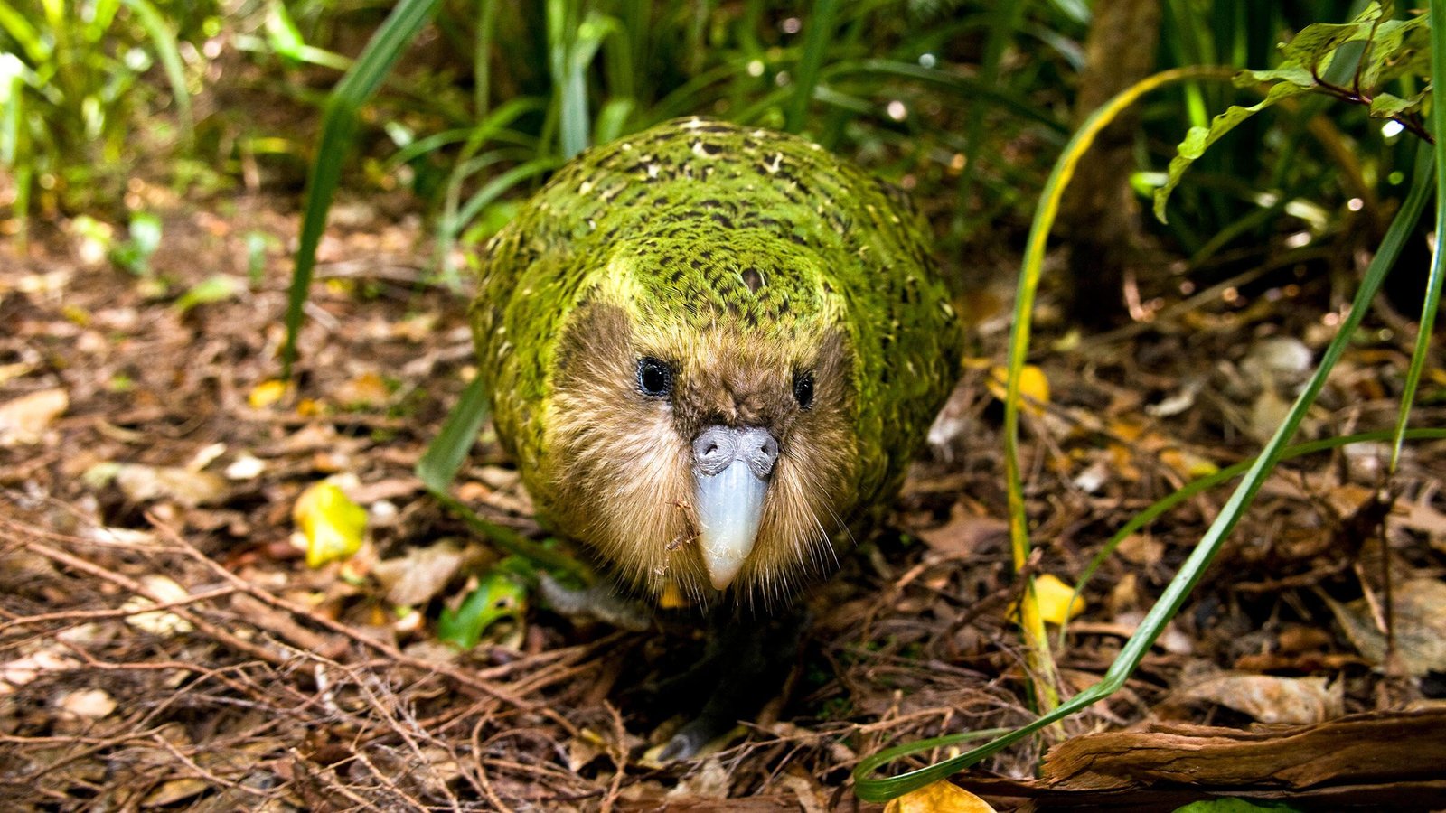 6 cool reasons why the kakapo rocks