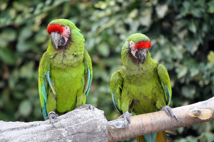 8 cool reasons why the military macaw rocks