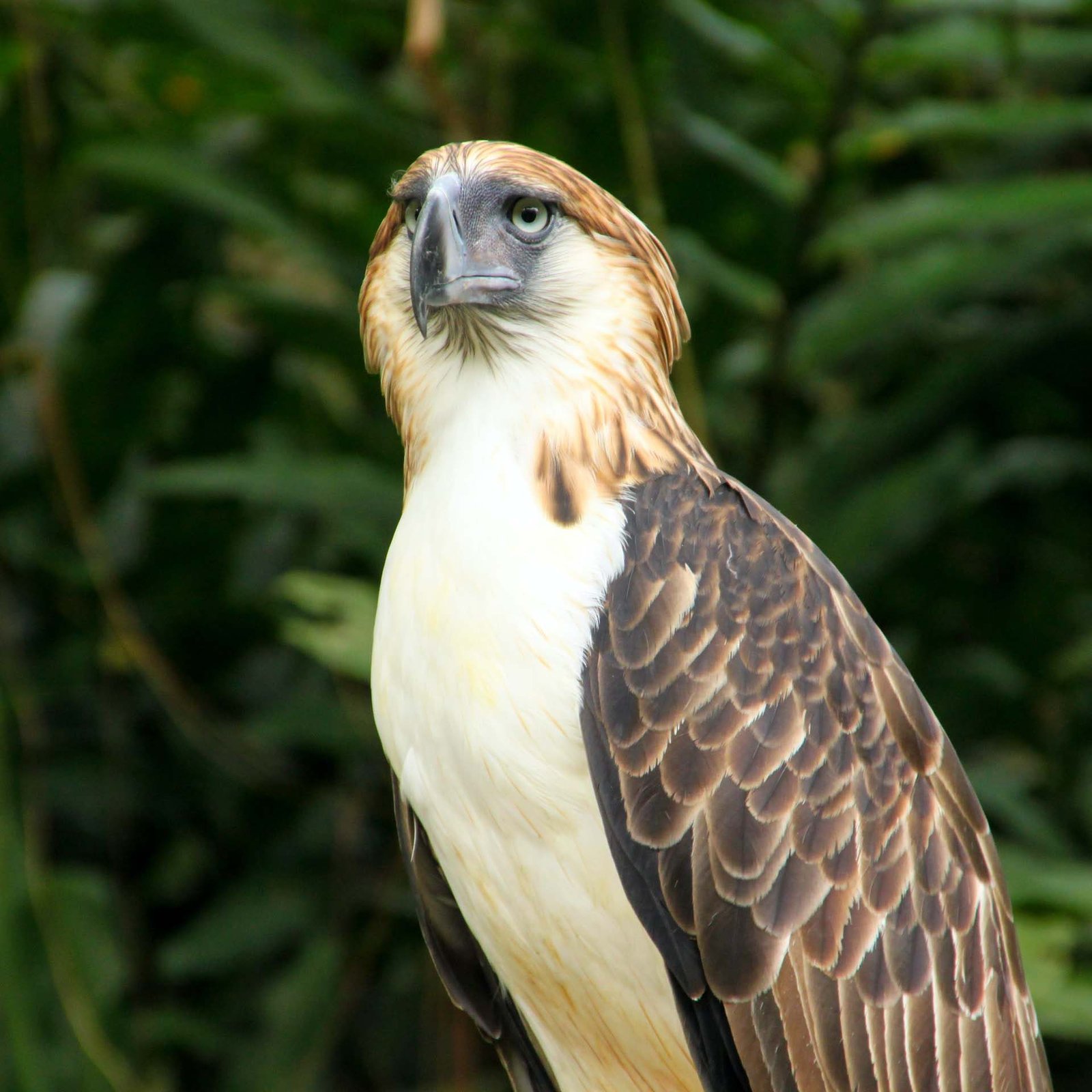 6 cool reasons why the philippine eagle rocks