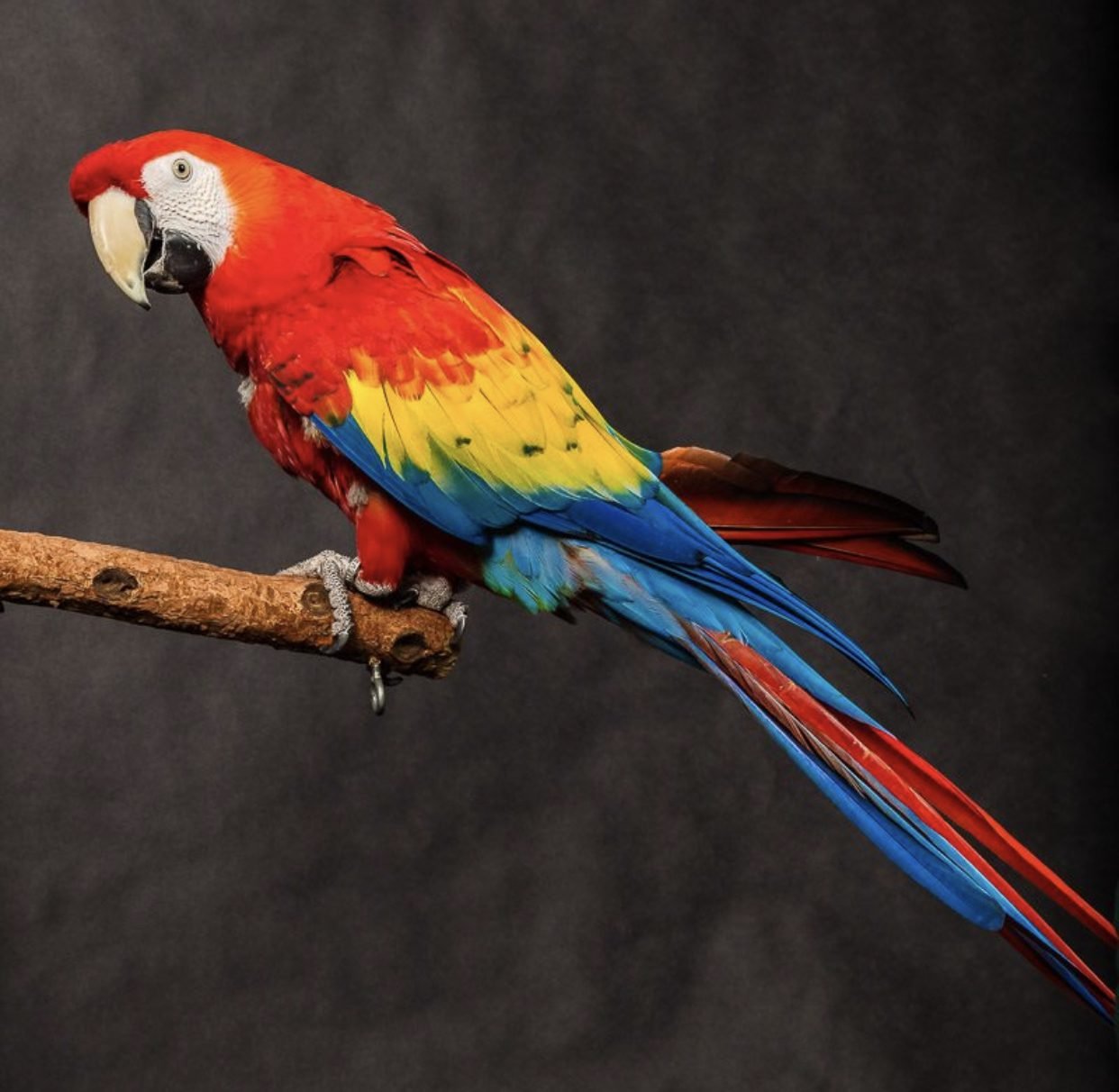 8 cool reasons why the scarlet macaw rocks