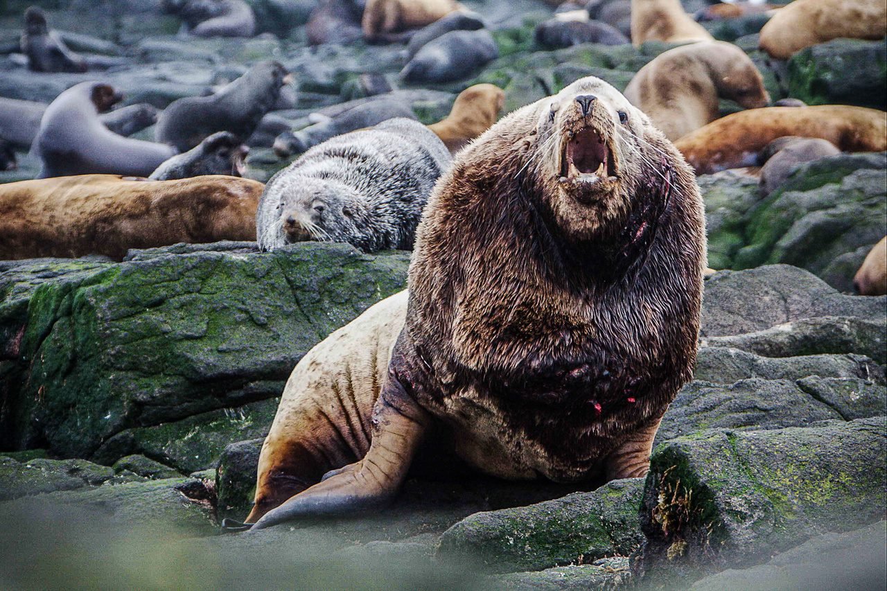 6 cool reasons why the Steller sea lion rocks