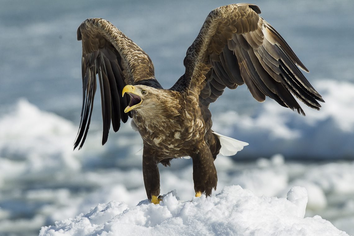 6 cool reasons why the white-tailed eagle rocks