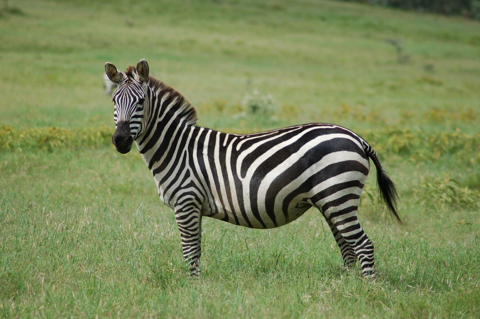 5 cool reasons why the zebra rocks