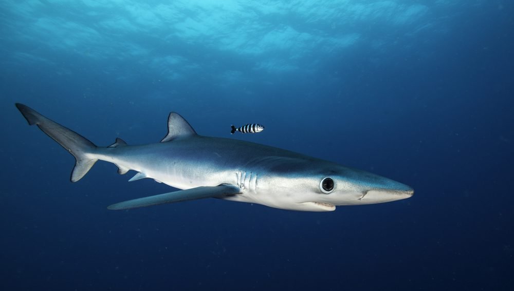 6 cool reasons why the blue shark rocks