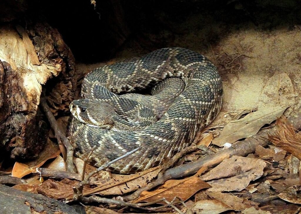 Eastern diamondback rattlesnakes are the fourth largest snakes in the Florida rainforest