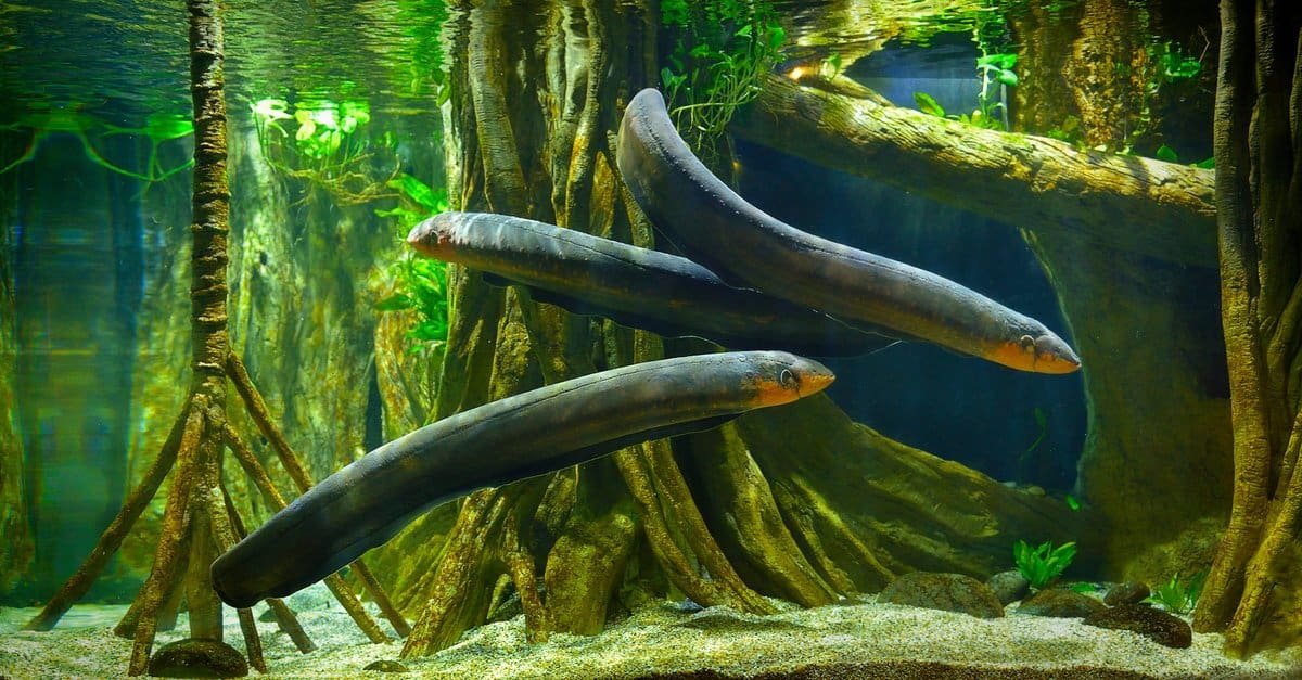 How the electric eel produces electricity