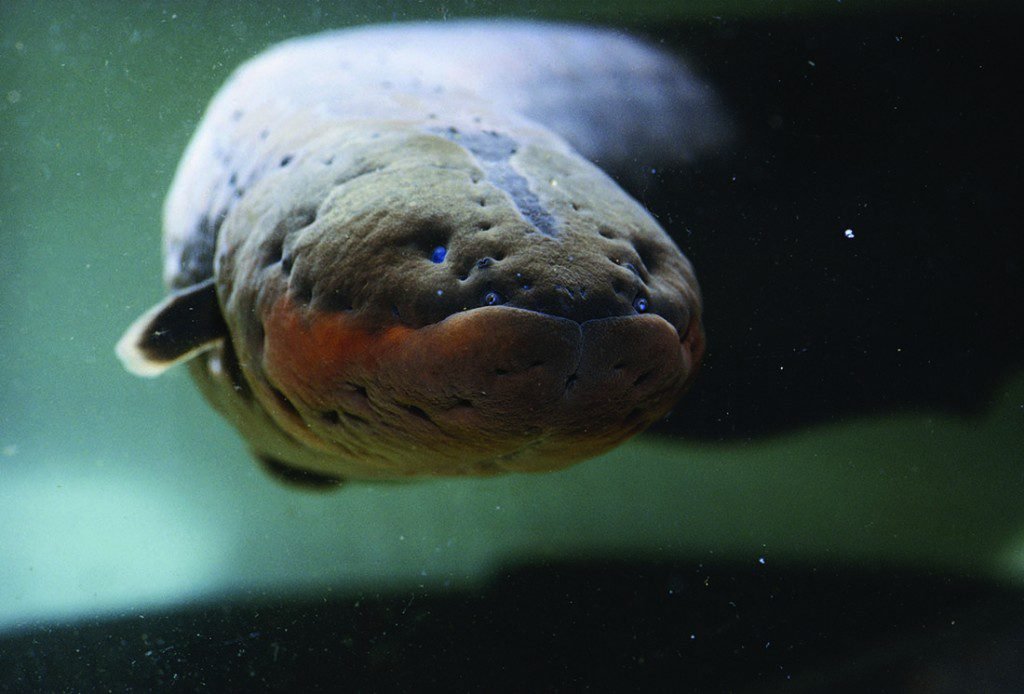 How does an electric eel produce electricity