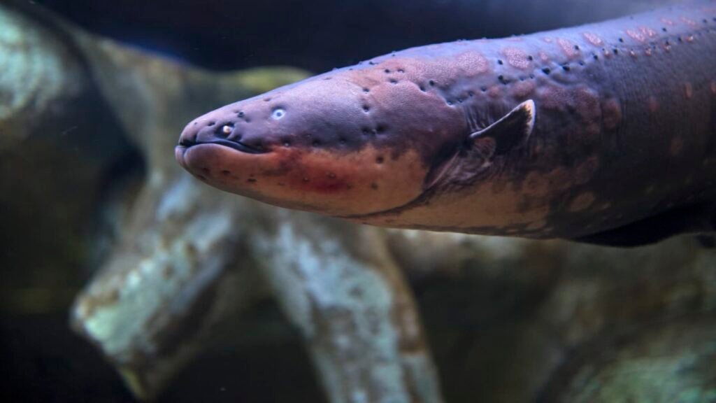 What is the purpose of an electric eel's electricity