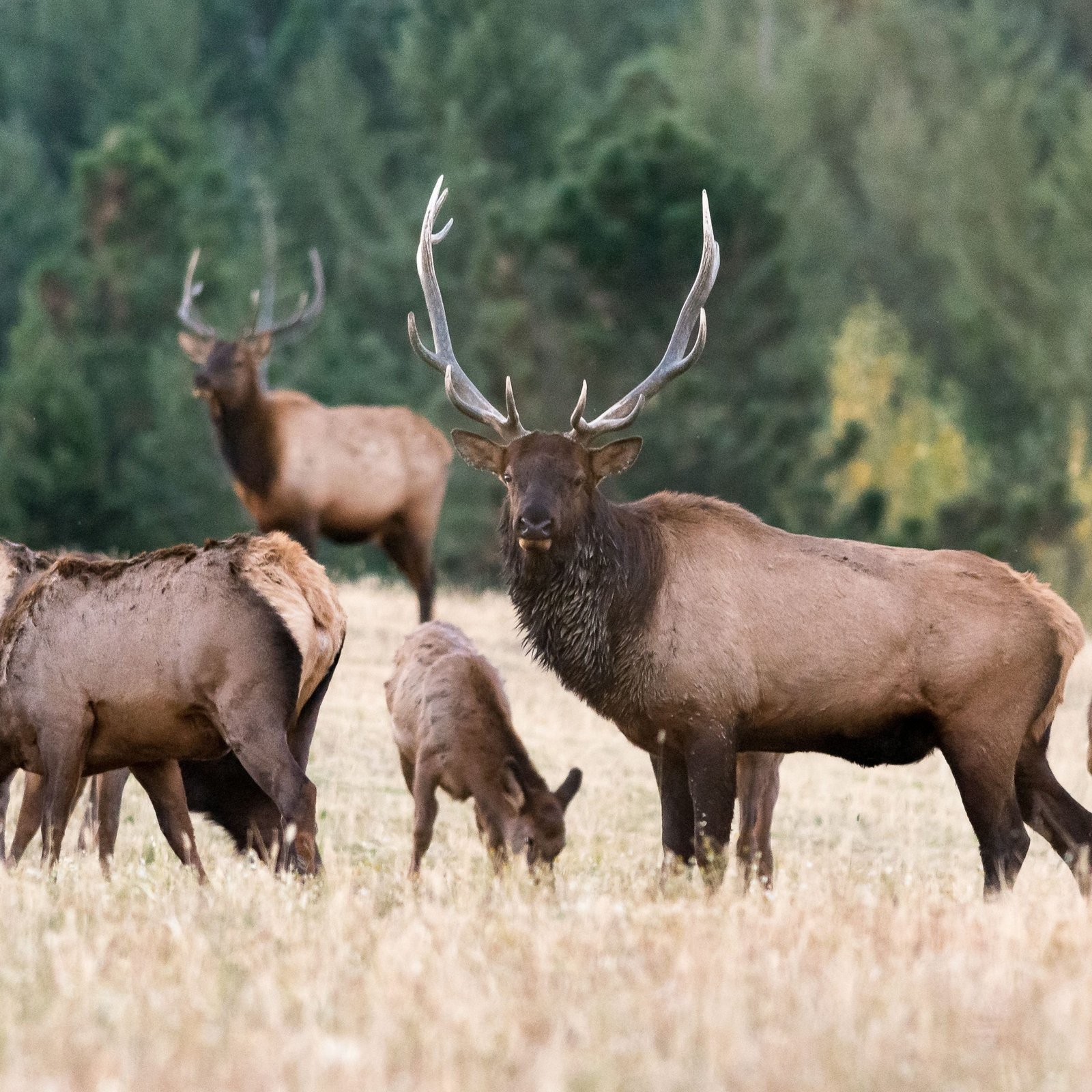 6 amazing reasons why the elk rocks