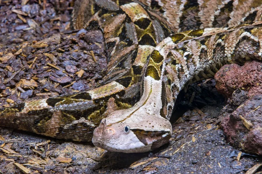 6 cool reasons why the gaboon viper rocks