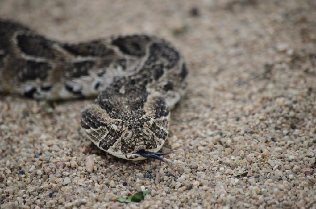 The puff adder got its name from its defense