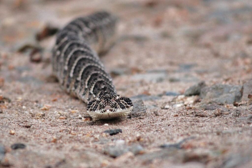 Puff adders are the fifth largest of all viper subspecies on the planet Earth
