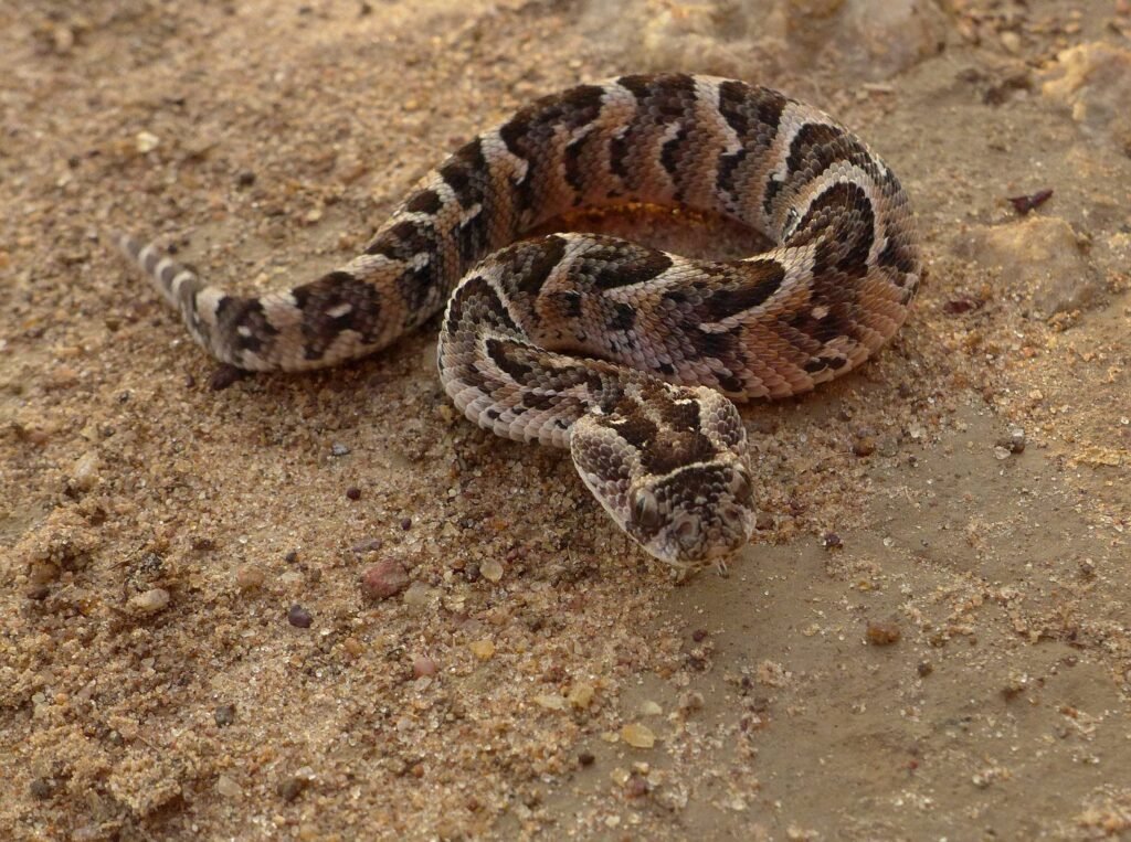 Puff adders are one of the most polite snakes on the planet