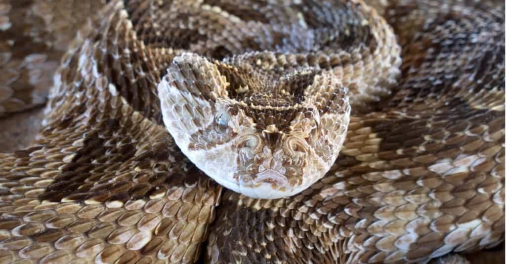 6 cool reasons why the puff adder rocks