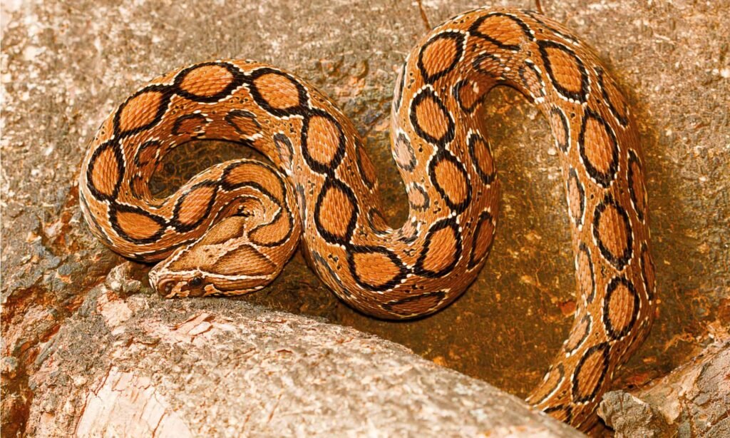 Russel's vipers are the fifth largest of all viper subspecies on the planet Earth