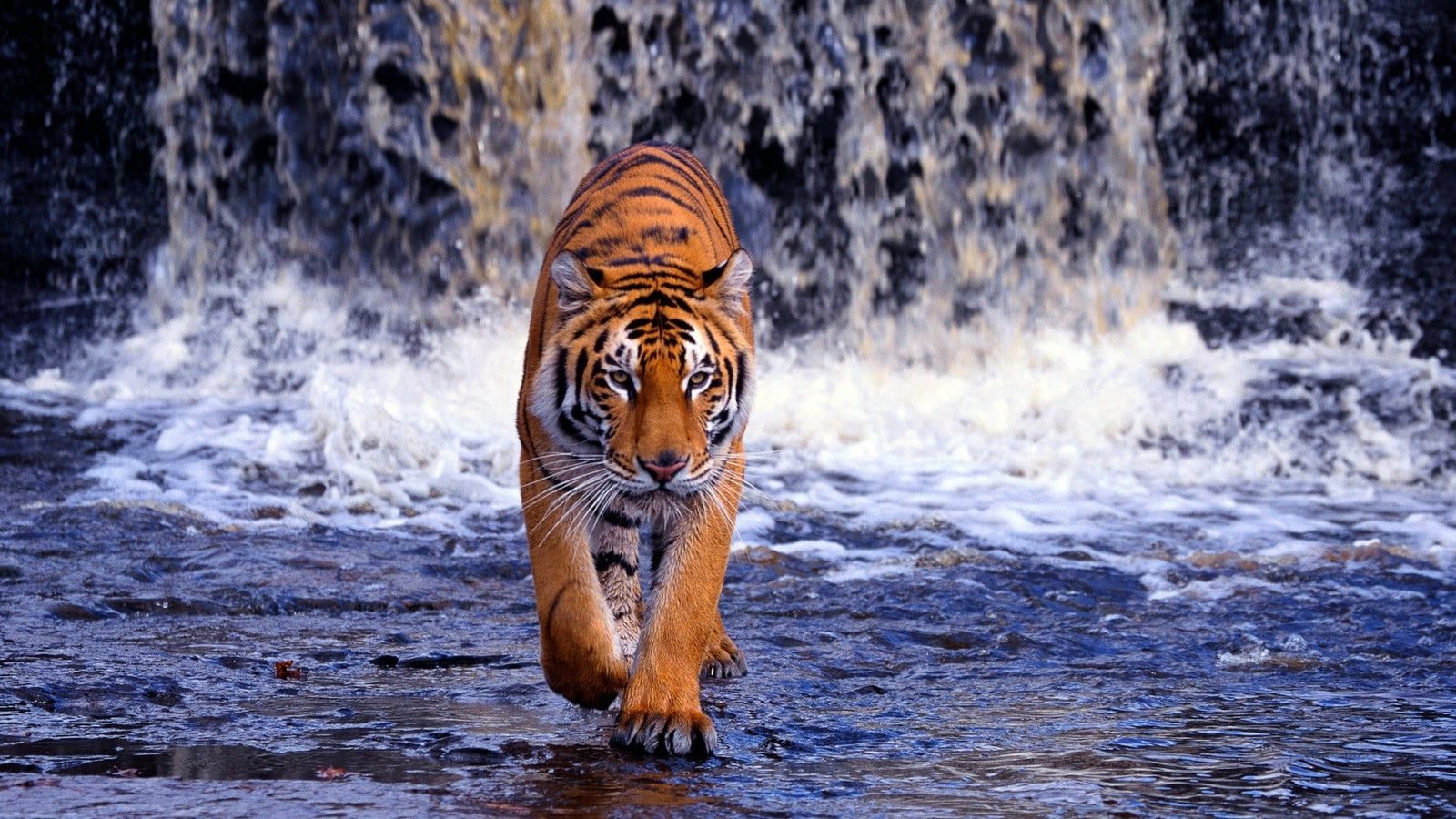 The Tiger Quiz- What makes this animal unique