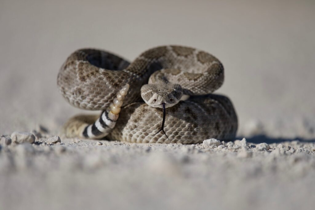 Western diamondback rattlesnakes are the largest of all rattlesnake subspecies