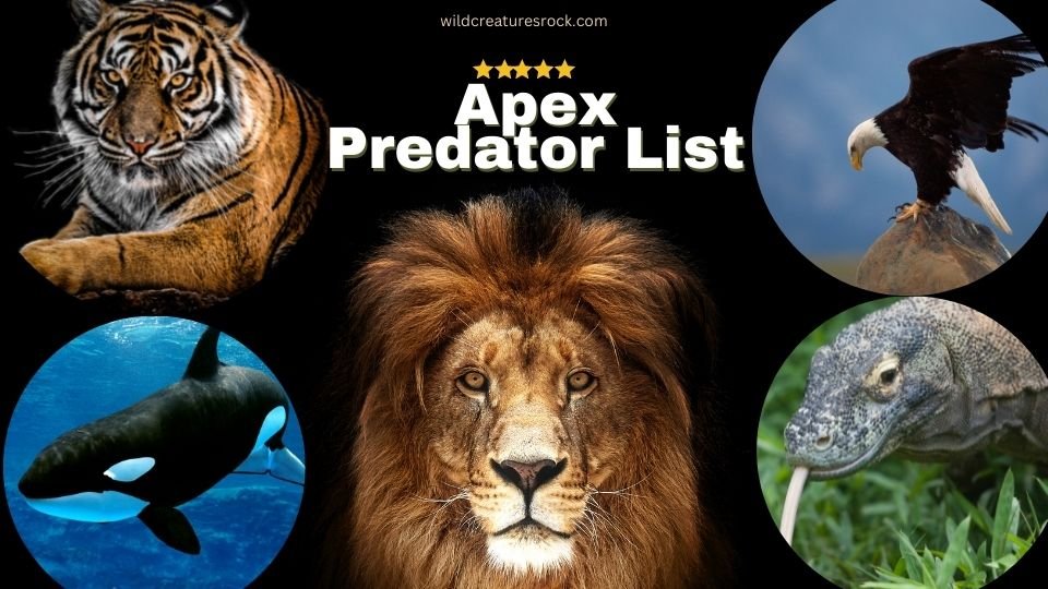 List of apex predators-30 examples