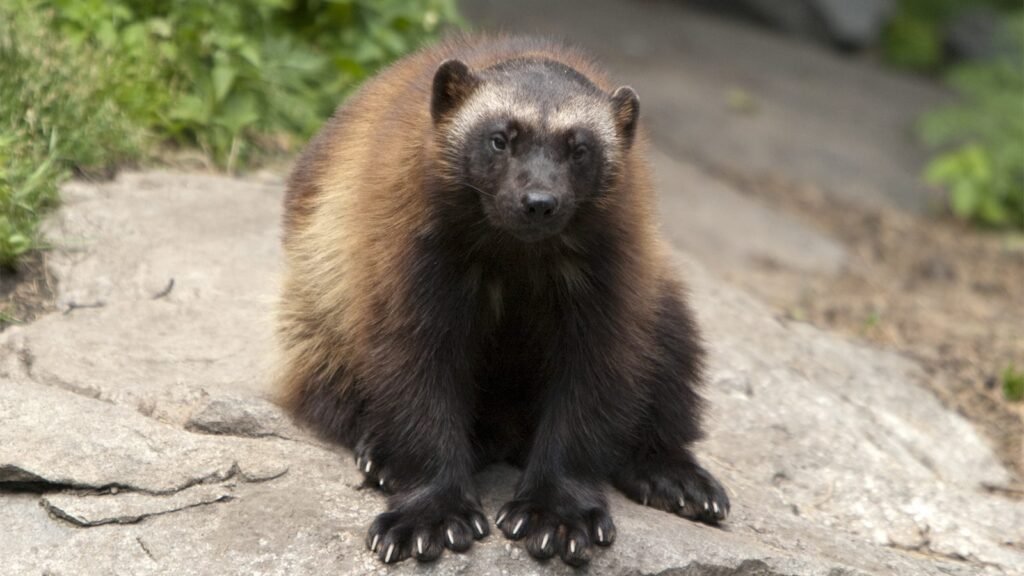 How tough is a wolverine as the toughest predator of the North