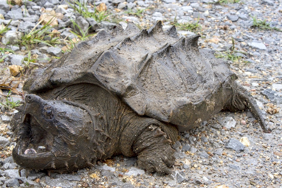 🐢The Alligator Snapping Turtle Quiz- What makes this animal unique❓